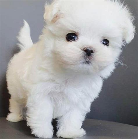 Mini Maltese Puppies For Adoption Toy Maltese Puppies Maltese Puppies