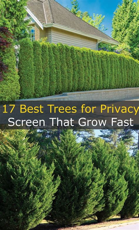 Free Evergreen Privacy Screen For Small Space Home Decorating Ideas