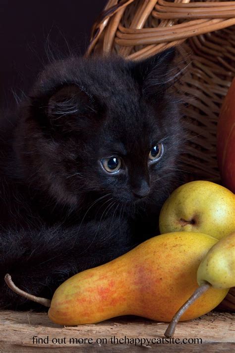 Some novice cat owners ask if cats need to be bathed and how often should owners do that? Can Cats Eat Pears? - The Happy Cat Site