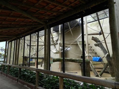 Amazonian Wooly Monkey Exhibit Zoo São Paulo Zoochat