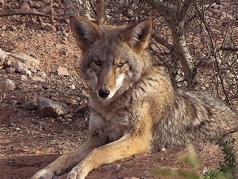 Desert Coyote Terry Restivo Photography Animals Birds And Fish
