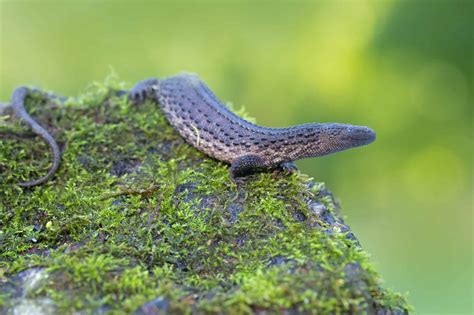 Earless Monitor Lizard A Z Animals