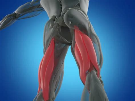Modelo De Anatomía De Grupo Muscular Isquiotibial Fotografía De Stock
