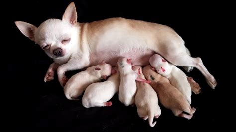 Newborn Chihuahua Puppies Not Nursing Faustino Jorgensen