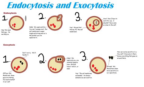 Why is endocytosis considered a type of active transport? Difference Between Endocytosis and Exocytosis ...