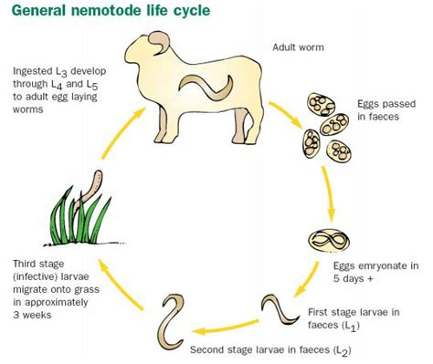 General Nematode Life Cycle From Download Scientific Diagram