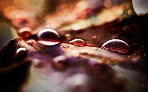 Fall Leaves And Raindrops Autumn Nature Hd Wallpaper Peakpx