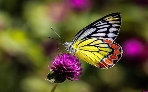 Insects Butterfly On Flower Macro Picture Ultra Hd