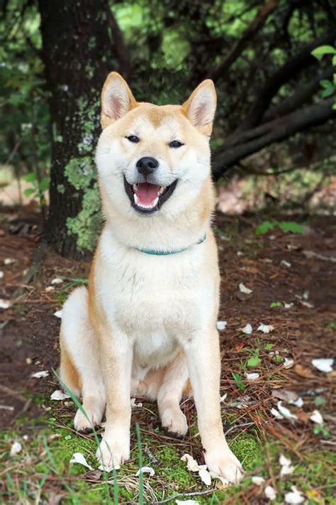 Shiba Inu Vs Akita A Detailed Comparison Of Both Dog Breeds