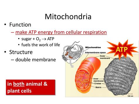 Mitochondria are often referred to as the powerhouse of the cell. PPT - Mitochondria are in both cells !! PowerPoint ...