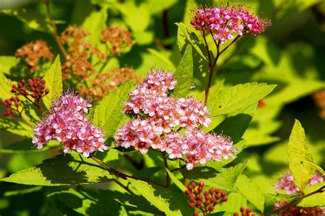 Gold Mound Spirea Shrub Profile Growing Care Tips