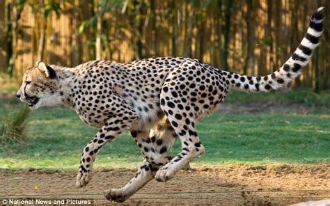 To print the coloring page you may these cheetah coloring pages to print will also help him learn basic things like coloring, shading and of course cheetahs! The Naked Cheetah! Rare Spotless Cheetah Found! | Featured ...