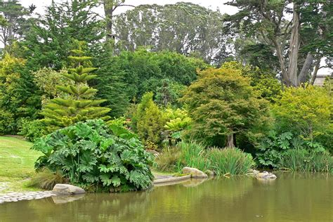 Filesan Francisco Botanical Garden Pond 2