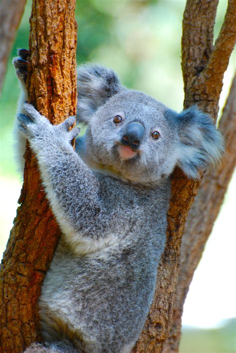 Koala Bear On A Brown Tree Branch Koala Bear Cute Animals Koala