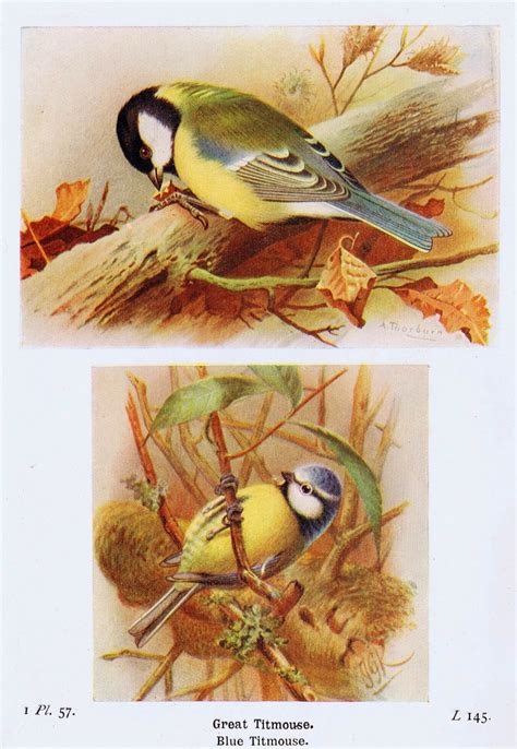 Antique Bird Illustrations Instant Art Printables Knick Of Time
