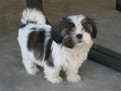 9 Week Old Shih Tzu Common Information And Pictures