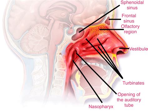 The nasal septum divides the cavity into two cavities, also known as fossae. Rhinitis pathophysiology - wikidoc