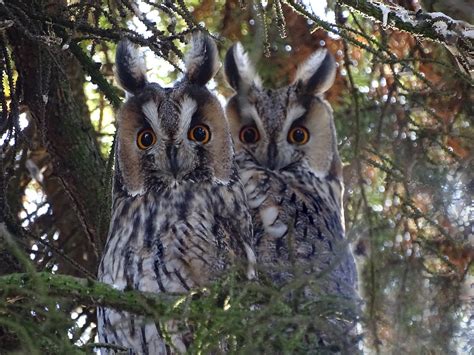 Edit Free Photo Of Owlslong Eared Owlraptorforestnature