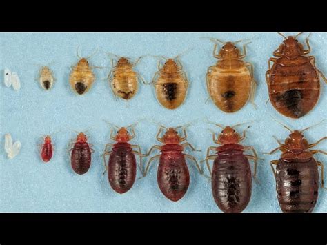 What Do Baby Bed Bugs Look Like Katynel