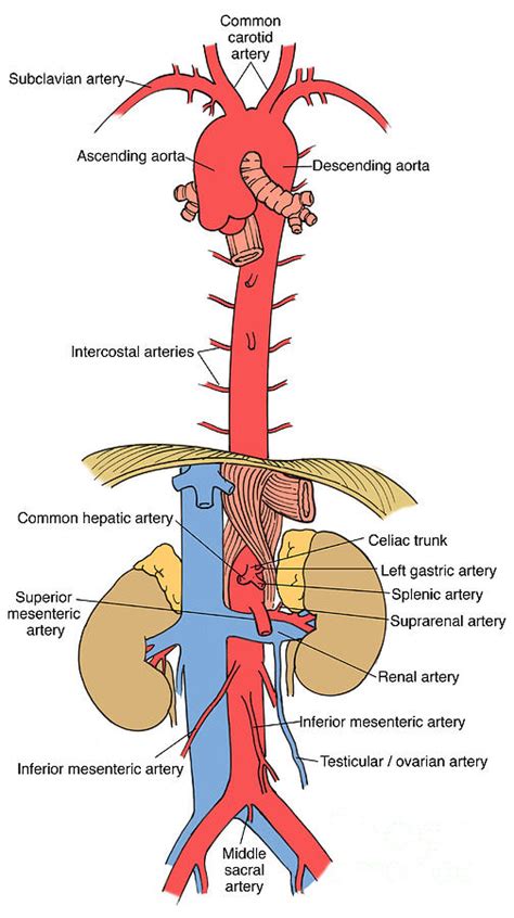 Illustration Of Aorta And Branches Photograph By Science Source Fine