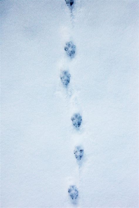 Animal Tracks In Snow How To Recognize Critters Prints Backpacker