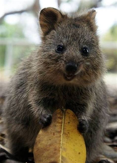 Top 10 Cutest Animals In Australia The La Salle Falconer