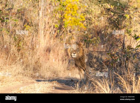 Lion Seen In Zimbabwes Zambezi National Park Stock Photo Alamy