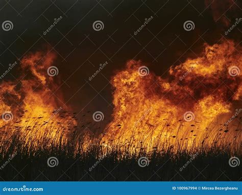 Big Flames On Field During Fire Stock Photo Image Of Flame Safety