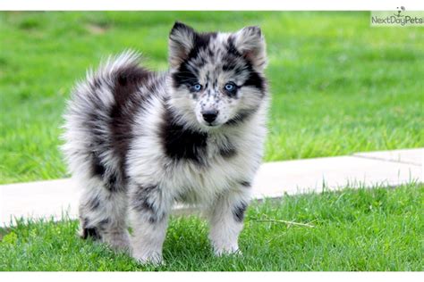 Where can i get free puppies? Stewey: Pomsky puppy for sale near Lancaster, Pennsylvania ...