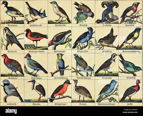 Zoology Animals Birds Local And Exotic Bird Species Illustrated