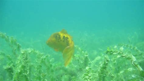 Koi Fish In Ohrid Lake Youtube