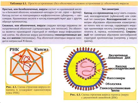 Белковый капсид. Капсид белковая оболочка вируса. Схема строения вируса герпеса. Типы симметрии нуклеокапсида вируса. Типы симметрии капсида вирусов.