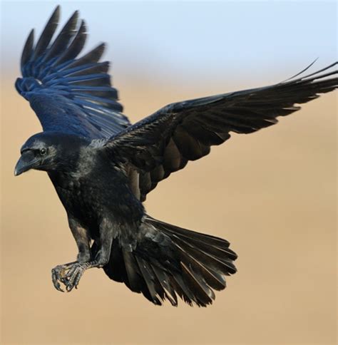 Crows And Ravens Эскизы животных Воронье искусство Фотографии животных