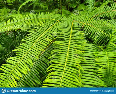 Ferns Grow Wild In The Tropics Shoots Can Be Used As Traditional Cook