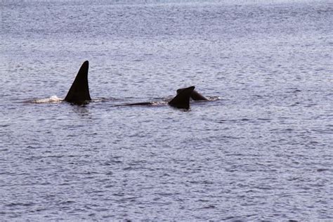 Whales And Dolphins Bc Sightings Cetacean Sightings Update