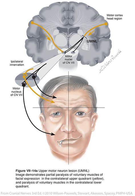 Cranial Nerves Cranial Nerves Facial Nerve Cranial Nerves Mnemonic