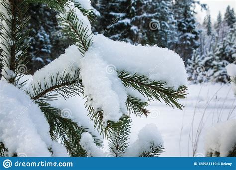 Snow Covered Pine Tree Branches Close Up Stock Image Image Of