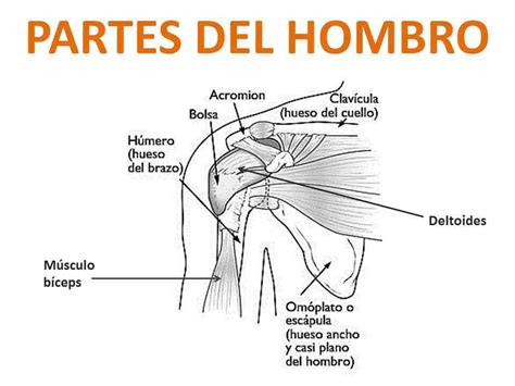 Partes De Los Hombros