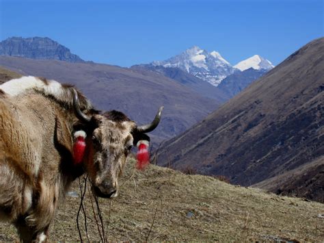 Wildlife In The Himalayas You Might See Inside Himalayas