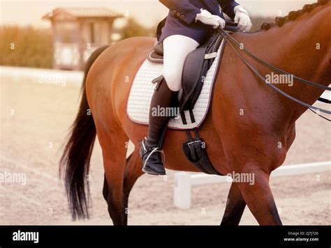 Classic Dressage Horse Equestrian Sport Dressage Of Horses In The