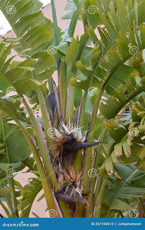 Strelitzia Nicolai Wild Banana Or Giant White Bird Of Paradise Flowers Stock Image Image Of