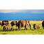 Elephants Family And Herd On African Savanna Safari In Amboseli  DSA
