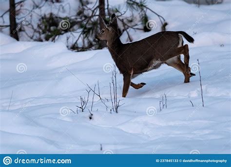 White Tailed Deer Running In Snow Stock Image Image Of Snow Wildlife