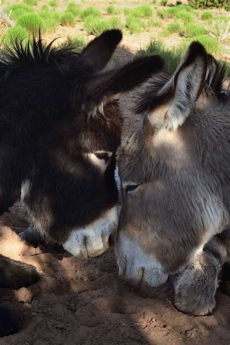 The 7msn Ranch Donk Love Cuddles Cute Donkey Animals