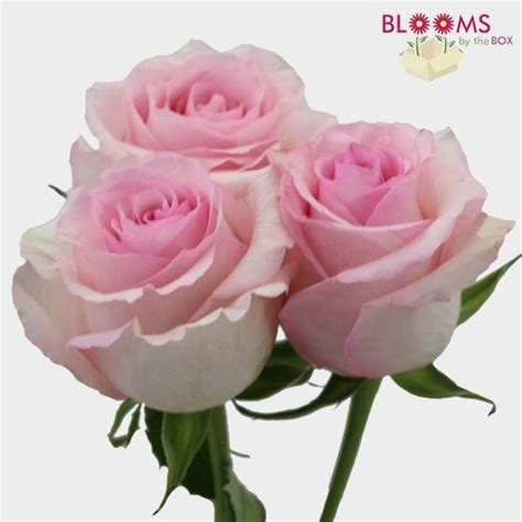 Rose Nena Light Pink 50cm Wholesale Blooms By The Box