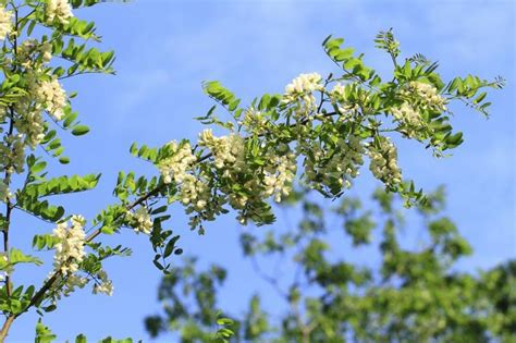 What Are The Dangers Of Black Locust Tree Thorns Tree Identification
