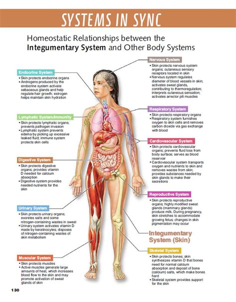 Homeostatic Relationships Between The Integumentary System Other Body
