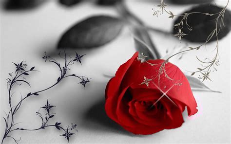 Red Rose Love Wallpaper 55 Images