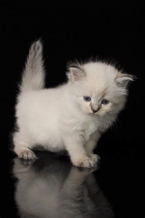 Because this breeder worked solely with siberian cats, she understood that the main reason people look for these cats is for their hypoallergenic qualities. Hypoallergenic Siberian Cats and Siberian Kittens for Sale ...