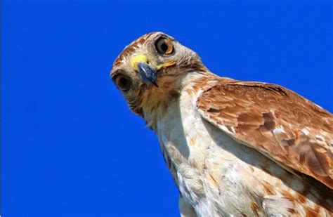 red tailed hawk description habitat image diet and interesting facts